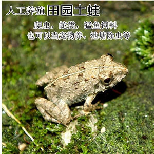 农村土蛙活物泽蛙活小土蛙金蛙哈士蟆不包活凶猛鱼饲料爬宠爬虫食