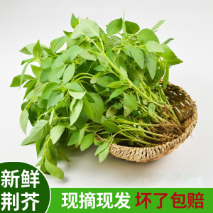 现摘荆芥新鲜食用河南特产荆芥苗大叶嫩荆菜鲜茎芥苗荆芥菜嫩茎芥