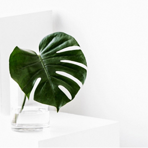 植物私生活 |龟背竹叶片水培鲜切叶 卧室卫生间装饰新鲜的叶片