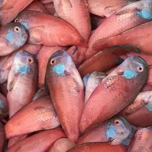 潮汕特产惠来神泉本港野生码头鱼新鲜红芯鱼水产冷冻红心仔小马头