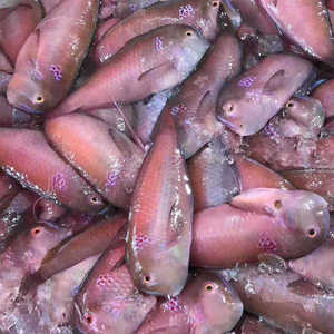 潮汕特产神泉本港野生海鱼红鼠鱼小老鼠鱼中马头红心仔红芯鱼500g