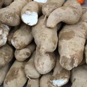 包邮新鲜上市云南洋丝瓜根 洋瓜 佛手瓜 脆甜炖汤切片