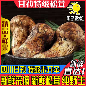 野生松茸新鲜特级蘑菇四川甘孜雅江特产菌菇高山菌种正宗野生菌子
