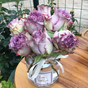 新品 多姿桃 月季花苗多洛塔紫色大花阳台庭院四季开花