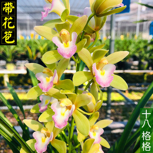 建兰十八格格兰花苗带花苞浓香室内绿植盆栽好养四季兰大花卉惠兰