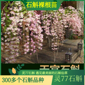 天宫石斛苗 兜唇石斛  石斛兰花绿植盆栽石斛苗 500克一斤包邮