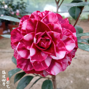 红叶贝拉茶花纯色复色黑贝拉紫叶青叶贝拉大玫瑰巨型大花正宗品种
