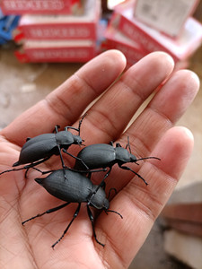 云南野生臭壳子虫臭屁虫琵琶甲虫高脚虫香姑娘虫250克包邮