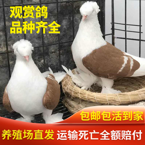 观赏鸽子鸟活体一对彩背鸽子摩登淑女鸽圆环元宝凤尾鸽芙蓉鸽包邮