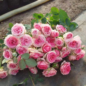 藤本月季 四季藤小伊月季 攀爬植物花卉 多季开花群开拱门庭院