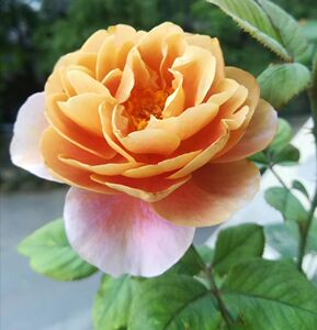 遥远的鼓声 欧月遥鼓灌木勤花复古色 混色变色大花月季花卉盆栽