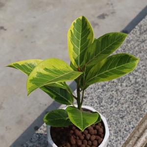 黄金富贵榕橡胶榕高山榕金边橡皮树盆栽绿植北欧植物