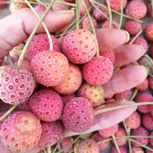 新一代水果深山野果新鲜野生水果奇怪水果奇异果