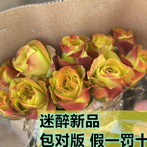 迷醉月季花苗云南切花阳台花卉四季开花大花新品复古色灌木盆栽