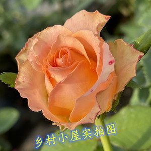 乡村小屋月季花苗复古色玫瑰切花大花浓香四季开花阳台花卉盆栽植