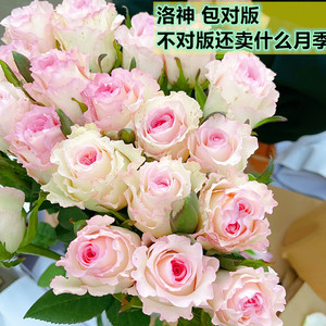 洛神玫瑰月季花苗浓香型切花四季开花品种多花阳台花卉