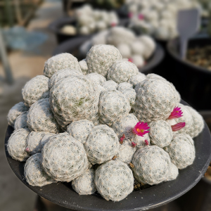 姬春星 群生 浓密白刺 软刺不扎手 乳突属仙人球多肉植物一物一拍