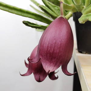 钟楼阁 stapelia leendertziae 豹皮花属 萝藦科多肉植物盆栽