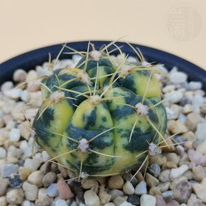海王锦 趣味品种 精品仙人球 吸甲醛 防辐射 办公室盆栽 多肉植物