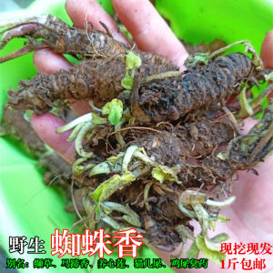 云南野生蜘蛛香现挖新鲜马蹄香缬草养心莲食用鸡屎臭药农产品包邮