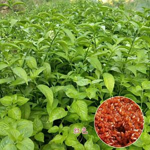 红丝线毛红蓝草红色新鲜紫蓝草广西五色糯米饭花米饭植物染料