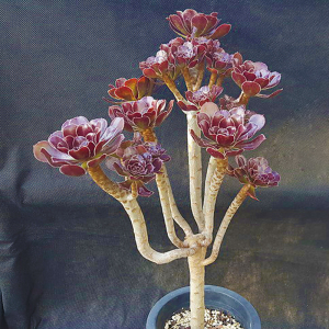 悬崖桩多肉黑法师