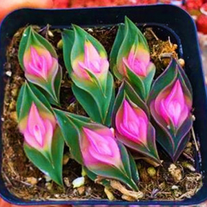 多肉植物彩色一帆风顺办公室内阳台绿植园艺云南花卉组合盆栽萌肉