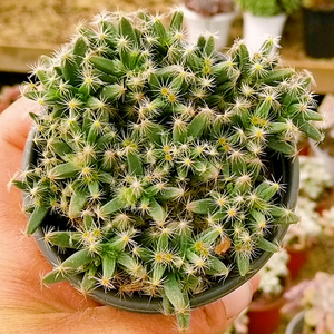 多肉植物满天星满盆多头老桩组合盆栽云南新款稀有贵货室内大棵花
