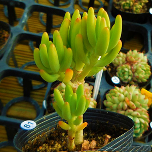 八千代多肉植物群生多头组合盆栽防辐射绿植花卉萌肉肉新款乙女心