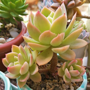 多肉植物红鹤群生办公室阳台桌面萌肉肉组合盆栽防辐射吸甲醛绿植