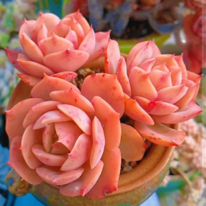 粉色提示多肉植物