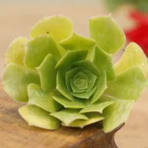 巫毒法师多肉植物