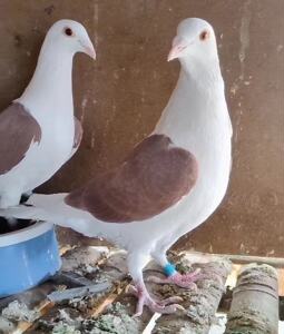 观赏鸽子蝴蝶背