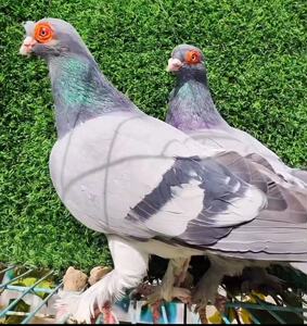 甘谷精品高飞青瓦斑种鸽种蛋可孵化受精蛋新疆翻翻鸽子公棚血统鸽