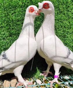 甘谷白瓦斑种鸽种蛋毛脚高飞鸽子可孵化受精蛋新疆云中飞成绩鸽