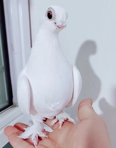 新疆系短嘴观赏鸟豆眼白鸽子活体种蛋精品三瓣嘴毛脚小嘴鸽受精蛋