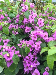 三角梅(巴西丁香紫)扦插苗带盆攀援类含小量香味勤花品种