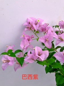 三角梅巴西紫扦插苗带盆