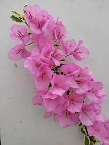 三角梅中国丽人扦插苗主杆小带盆花色随季节变化深浅