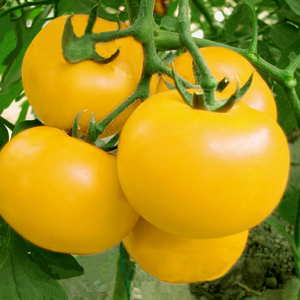黄贵妃大黄番茄种子东北柿子种籽黄色西红柿种孑大果春季蔬菜籽种