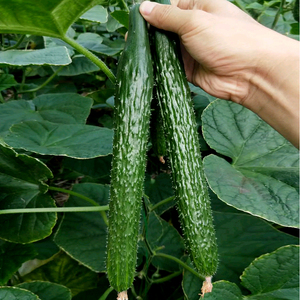黄瓜种子津研四号家庭小菜园种籽爬藤春季绿瓤瓜果蔬菜种孑籽种