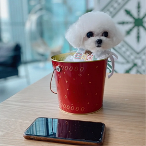 纯种立耳比熊幼犬宠物狗茶杯狗飞耳比熊犬白色狗狗小体家养米奇耳