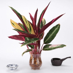 彩叶植物水培火凤凰凤凰羽水养土养盆栽竹芋室内桌面孔雀竹芋花卉