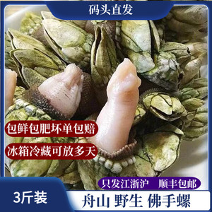 野生笔架螺 海佛手鹅颈藤壶龟脚螺狗爪螺手工开采(舟山嵊泗)