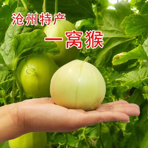 青县一窝猴圆脆瓜菜瓜酥瓜老品种无糖水果新鲜采摘生吃非甜烧瓜