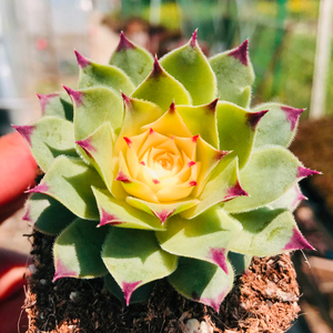 多肉植物彩色铁观音云南新款稀有贵货组合盆栽绿植园艺花卉萌肉肉