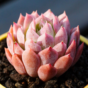 多肉植物秋宴蓝安娜火焰杯防辐射绿植盆栽创意迷你花新款稀有贵货