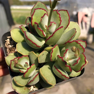 多肉植物【巧克力线福娘】防辐射绿植盆栽萌肉肉新款稀有花卉园艺