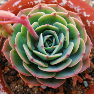 多肉植物玉蝶办公室室内阳台桌面绿植园艺花卉组合盆栽清棚小贵货