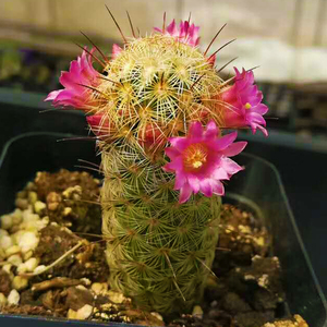 多肉植物银手指仙人掌科乳突球属仙人球进口贵货防辐射绿植盆栽